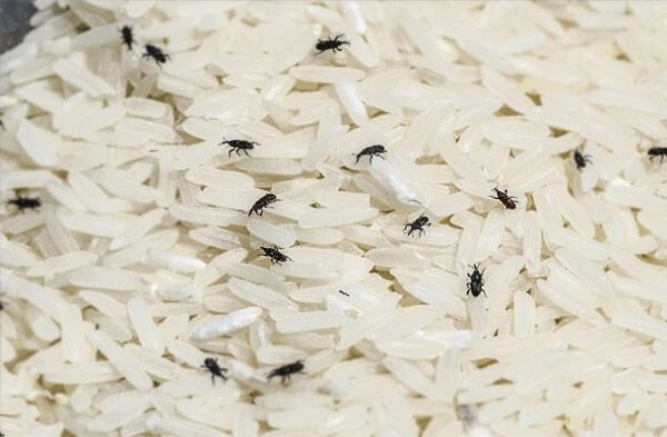 Cách bảo quản gạo ngon cơm, không bị mối mọt hiệu quả
