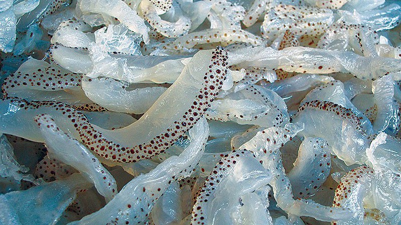 Cẩn thận khi ăn sứa biển để tránh bị ngộ độc